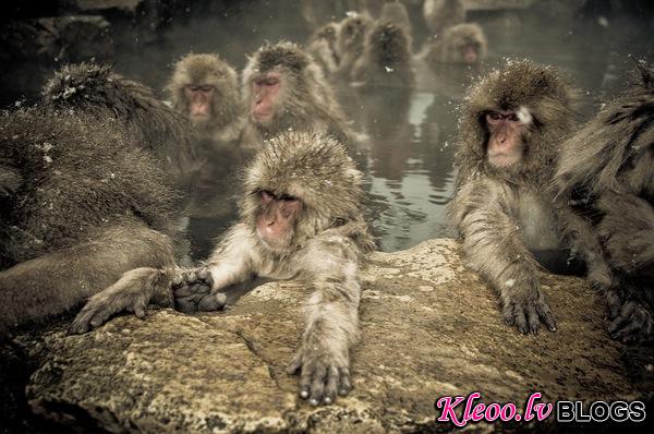 snow_monkeys-02.jpg