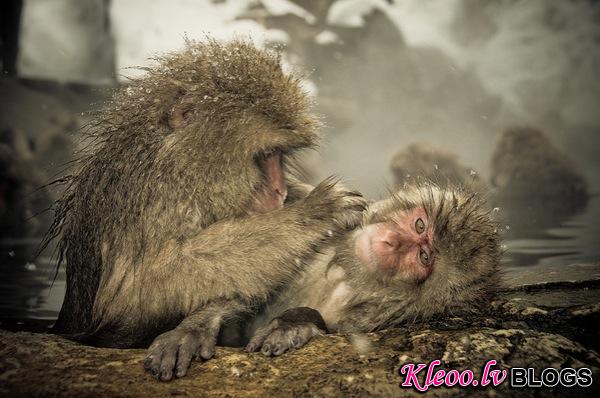 snow_monkeys-04.jpg