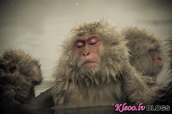 snow_monkeys-05.jpg