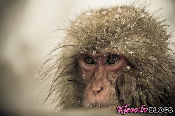 snow_monkeys-07.jpg