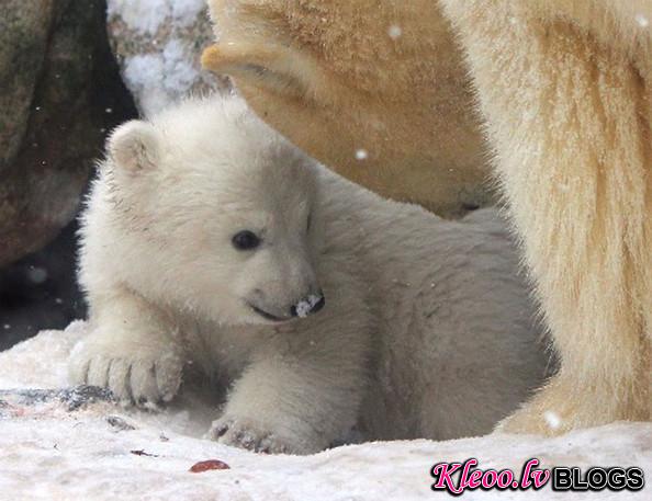 unnamed+baby+polar+bear+newest+addition+Aalborg+UsuuApiOhzQl.jpg