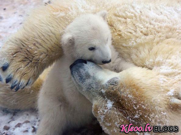 unnamed+baby+polar+bear+newest+addition+Aalborg+7cdGIV1nLaNl.jpg