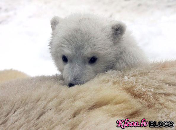 unnamed+baby+polar+bear+newest+addition+Aalborg+bf2_1cXjysKl.jpg