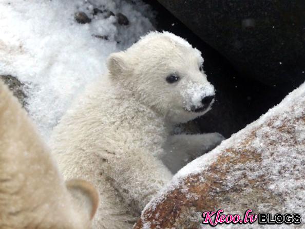 unnamed+baby+polar+bear+newest+addition+Aalborg+kUv19qiTPeBl.jpg