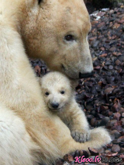 Детеныш белого медведя