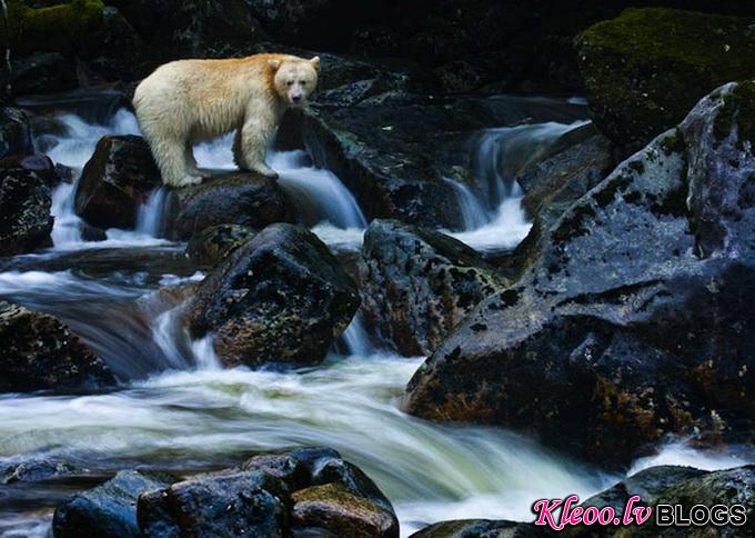 paulnicklen8.jpg