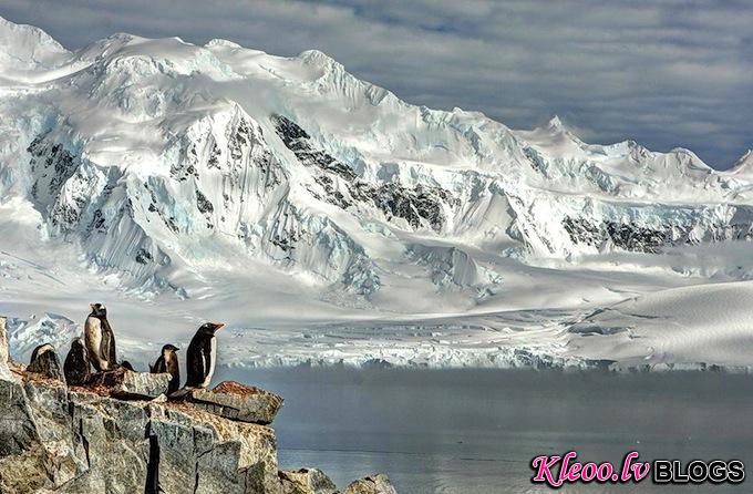 smithsonian-photo-contest-naturalworld-bird-penguins-arctic-glacier-neal-piper.jpg