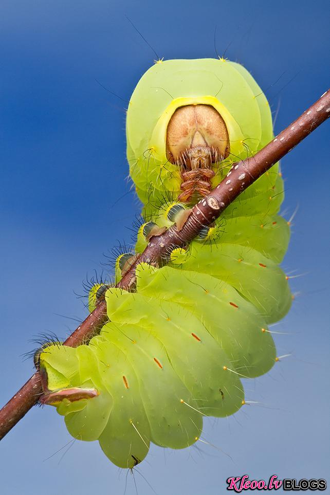 smithsonian-photo-contest-naturalworld-catapillar-green-macro-colin-hutton.jpg