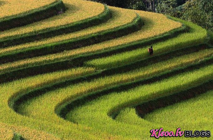 Smithsonian-photo-contest-travel-rice-terrace-vietnam-voanh-kiet.jpg