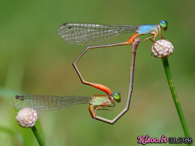 damselflies-heart-shape_31778_990x742.jpg