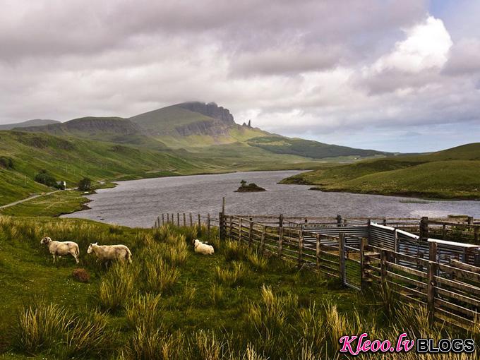 scottish-highlands-livestock_31792_990x742.jpg