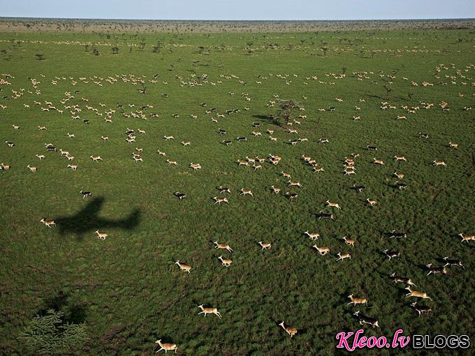 white-eared-kob-herd-sudan_31795_990x742.jpg