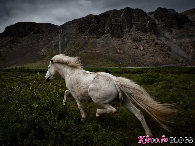 horse-near-mountains_31784_990x742.jpg