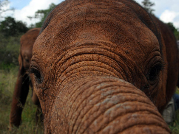 elephant-trunk-close-view_22654_990x742.jpg