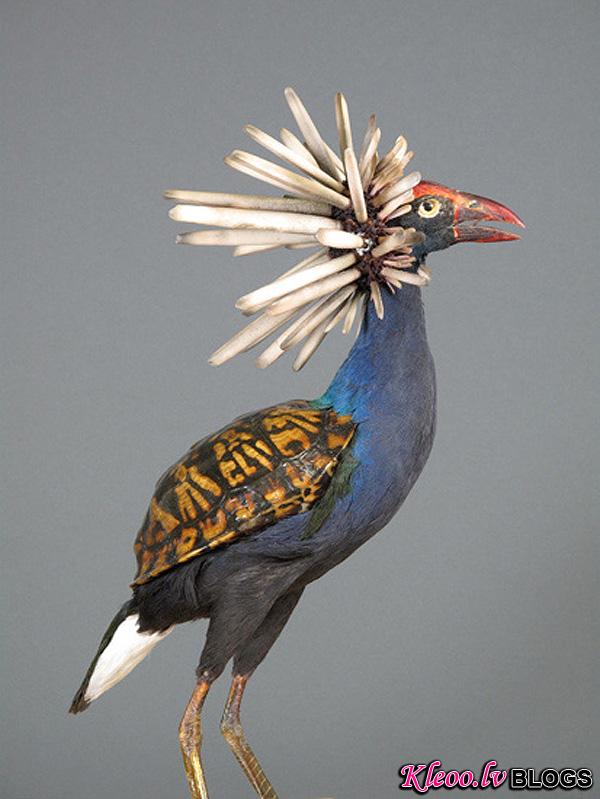 Enrique-Gomez-de-Molina-Taxidermy-Hybrids-5.jpg