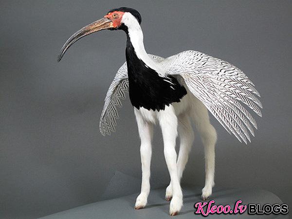 Enrique-Gomez-de-Molina-Taxidermy-Hybrids-9.jpg