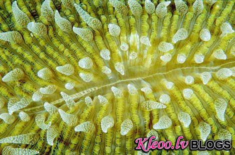 Photo: Lime green coral