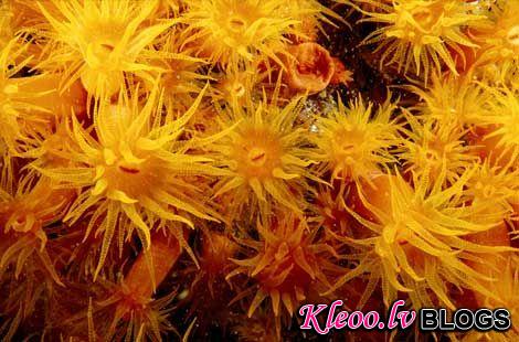 Photo: Orange cup corals, West Indies