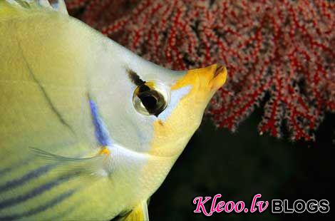 Photo: A saddled butterfly fish inspects gorgonian coral off the coast of Palau