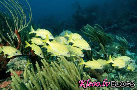 Photo: Striped grunt fish, British Virgin Islands