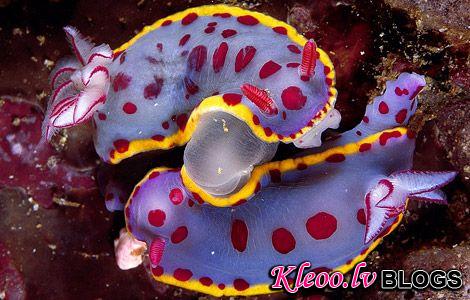 Photo: Mating nudibranchs