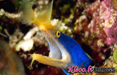 Photo: Blue ribbon eel in coral reef