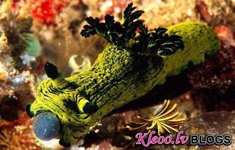 Photo: Nudibranch eating tunicates