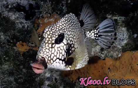 Photo: Trunkfish