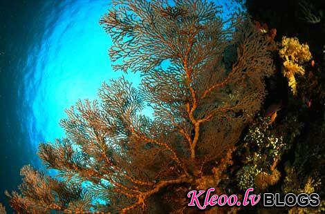 Photo: A type of coral known as a gorgonian sea fan, Micronesia