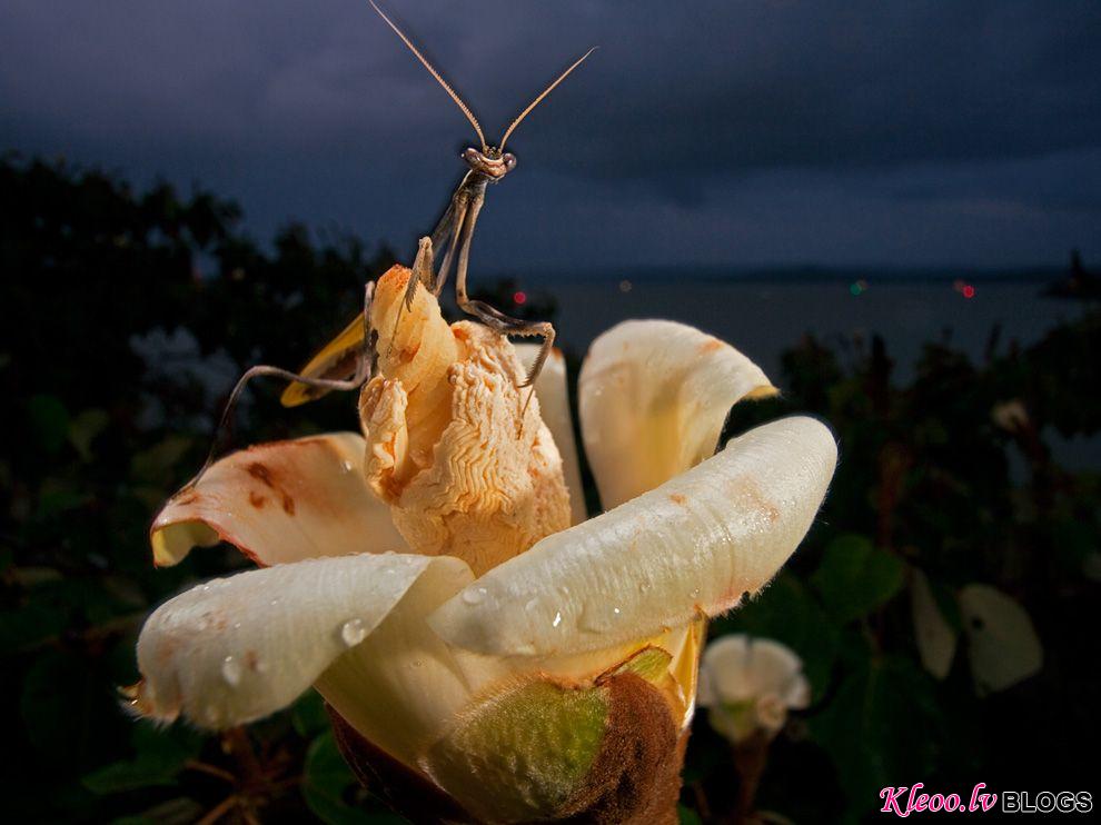 Photo: A praying mantis waits for insects atop an Ochroma blossom.