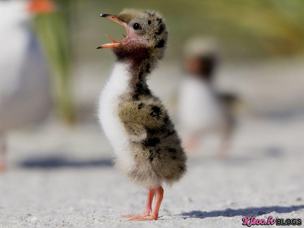 Photo: Common tern chick