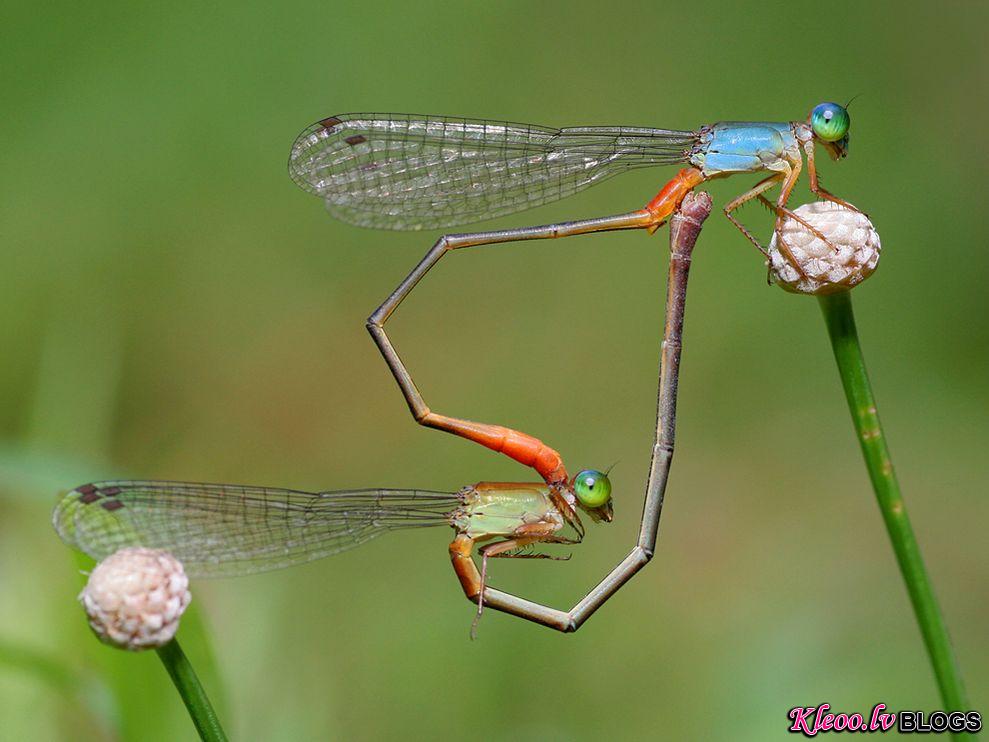 Photo: Damselflies mating