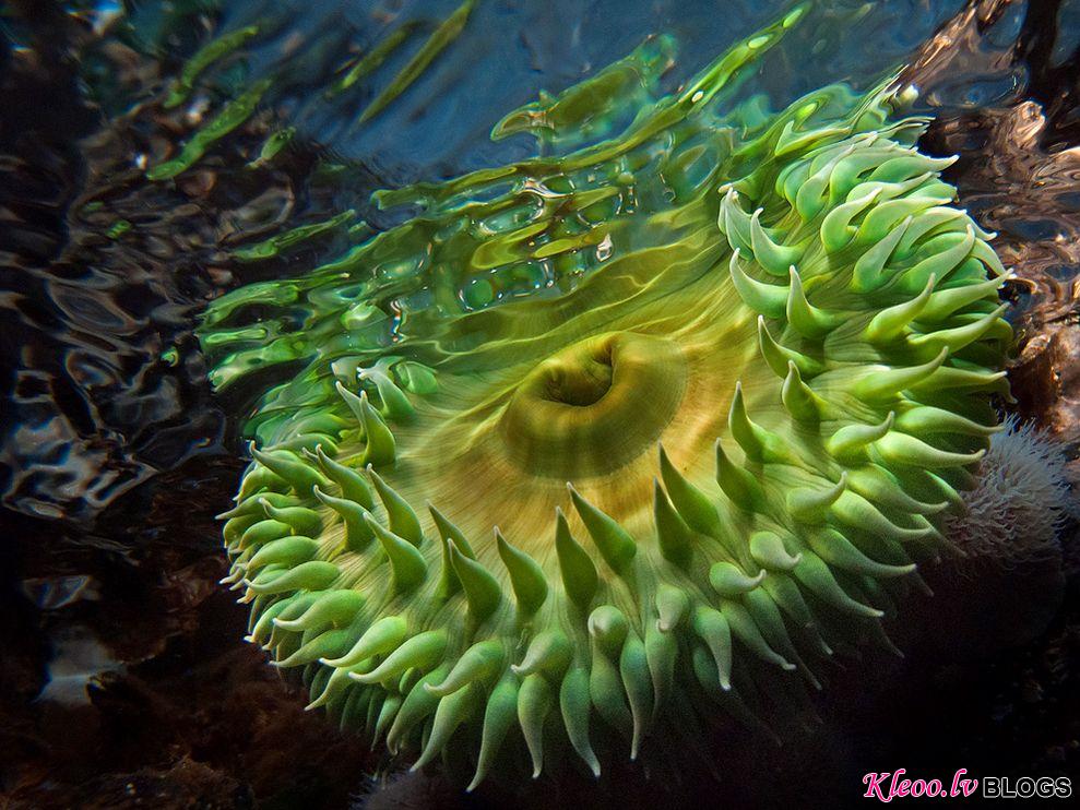 Photo: Green anemone underwater near Vancouver Island