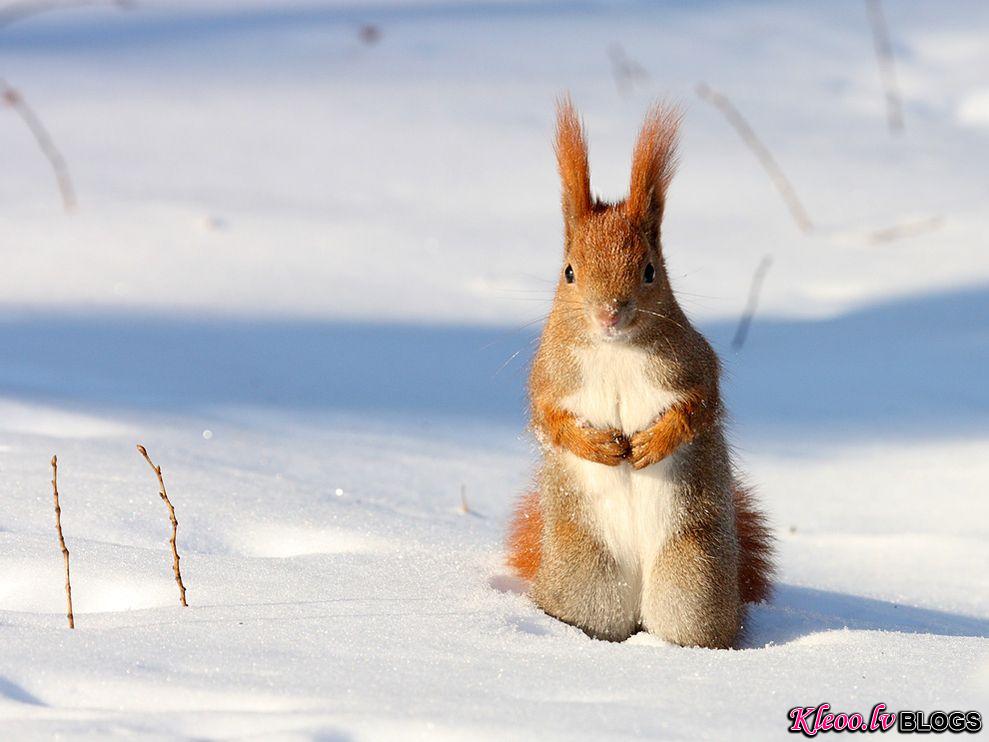 Photo: Red squirrel in snow