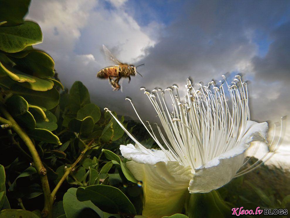 Photo: Honeybee near colorful flower