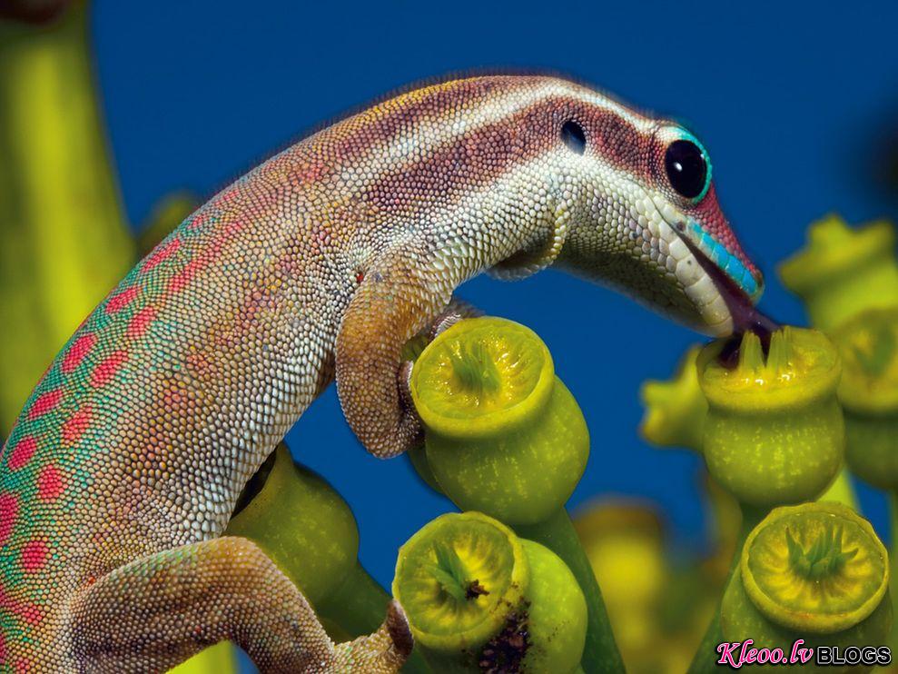 Photo: Ornate day gecko feeding on nectar