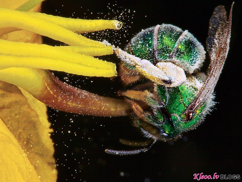 Photo: Sweat bee pollinating a nightshade flower