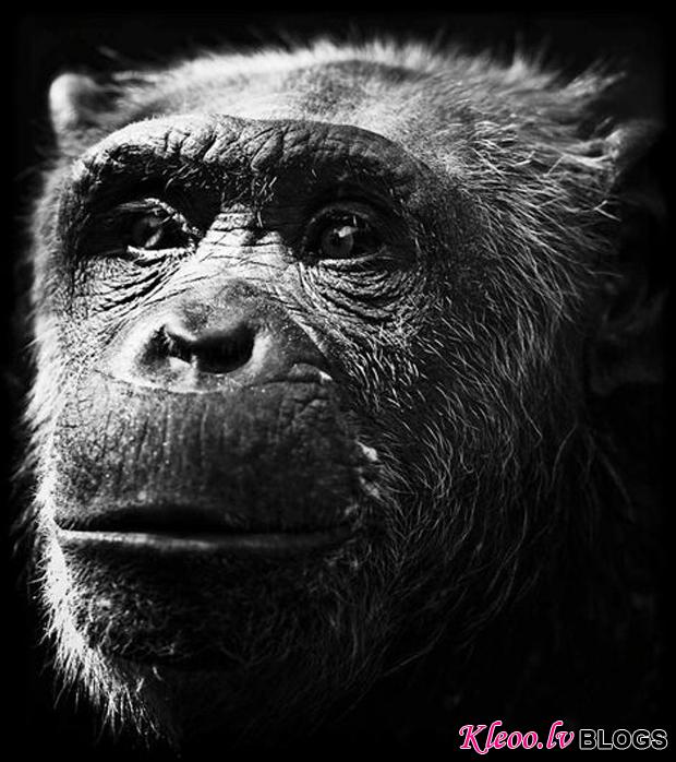 LaurentBaheux08_2.jpg