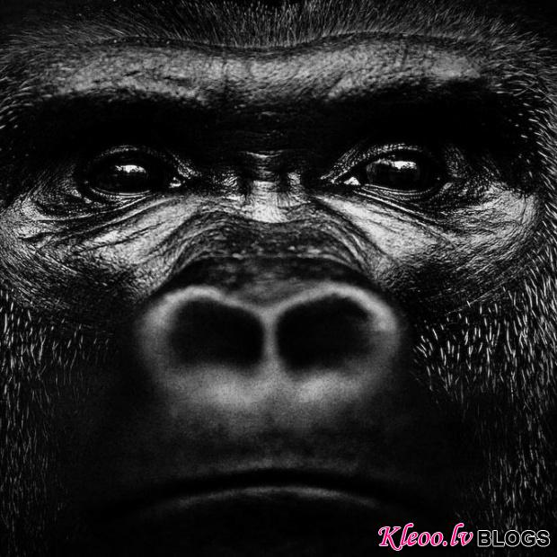 LaurentBaheux03.jpg