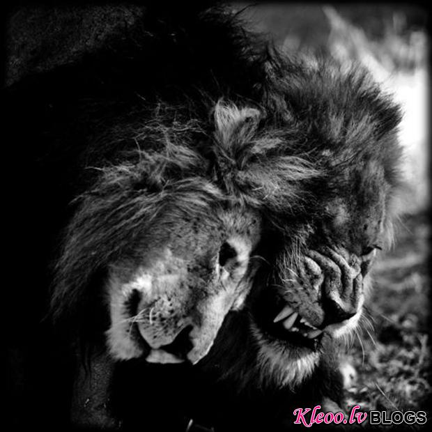 LaurentBaheux05_2.jpg