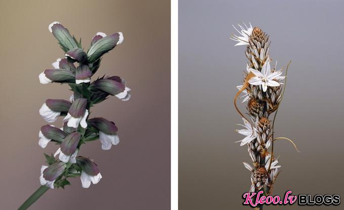 erwan-frotin-flowers-1_.jpg