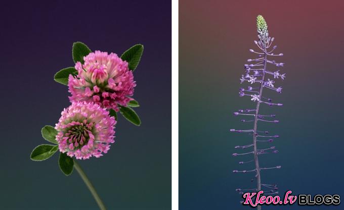 erwan-frotin-flowers-2_.jpg