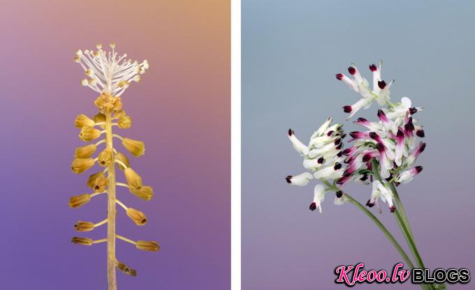erwan-frotin-flowers-7_.jpg