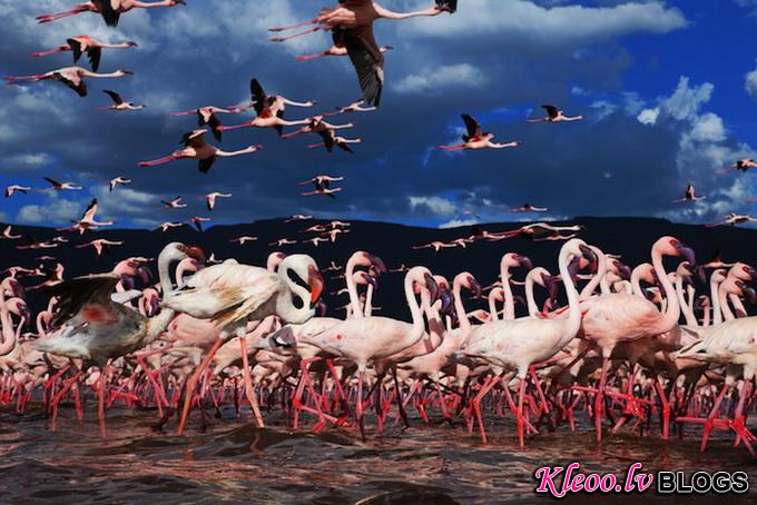 flamingomigration01.jpg