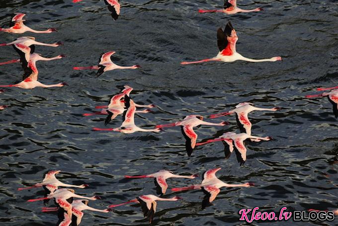 flamingomigration02.jpg