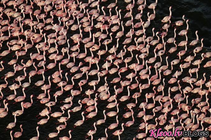 flamingomigration04.jpg