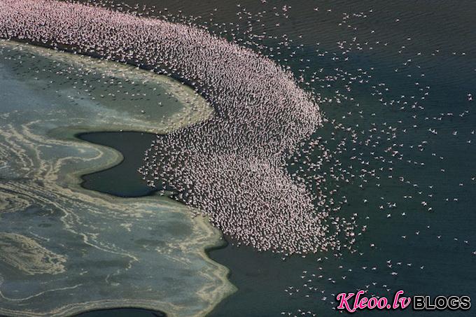 flamingomigration06.jpg