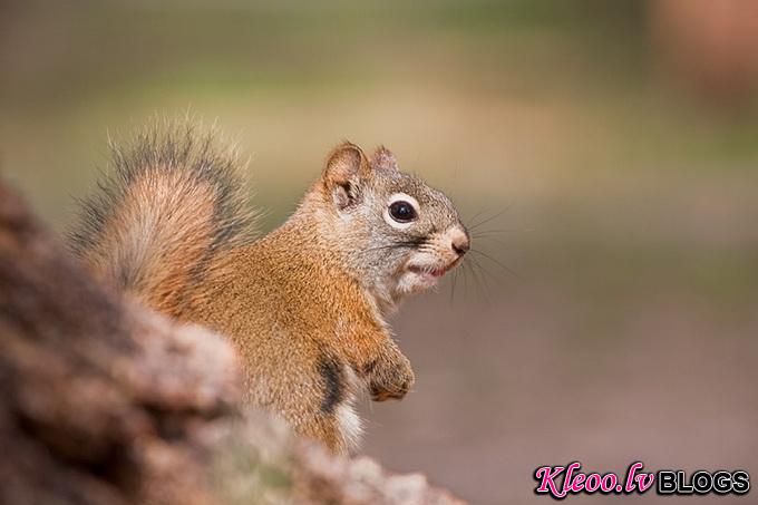 American_Red_Squirrel_9726.jpg