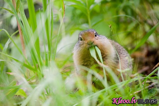 American_Red_Squirrel_9727.jpg