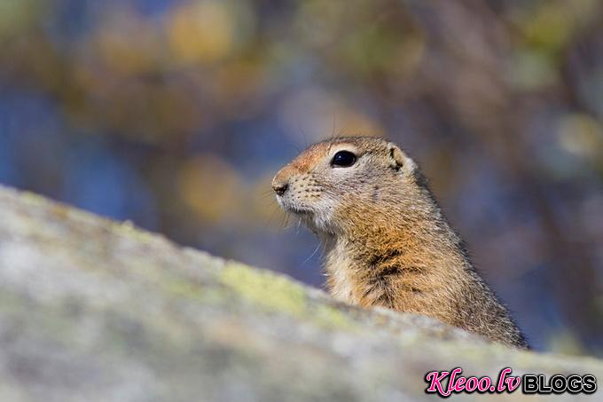 American_Red_Squirrel_9753.jpg